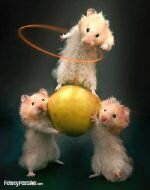 ratones acrobatas - Fotos de pikopiku del Betis